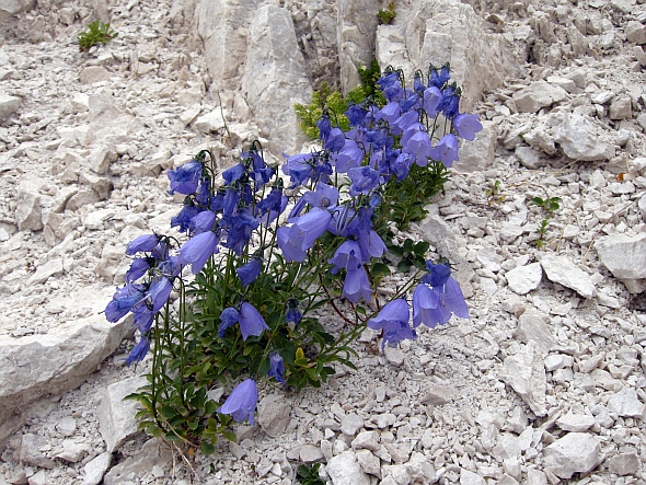 Campanula cochleariifolia